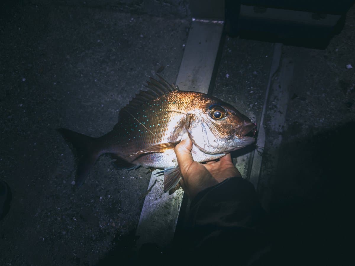 釣った魚は栄養の宝庫：メバルとマダイ